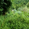 Plants: image 65 Of 208 Thumb